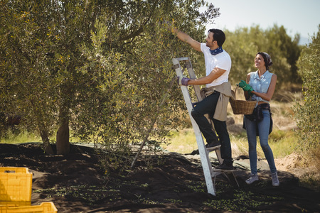 Smiling woman holding basket while man plucking olives at farmの写真素材