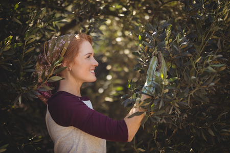 Side view of smiling young woman plucking olives from trees at farmの写真素材