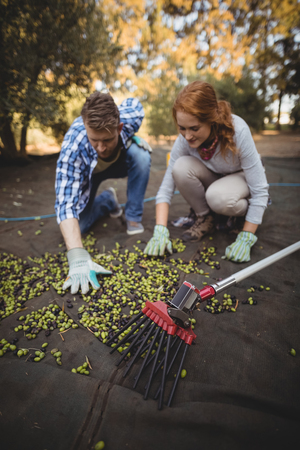 Young man and woman picking olives at farmの写真素材