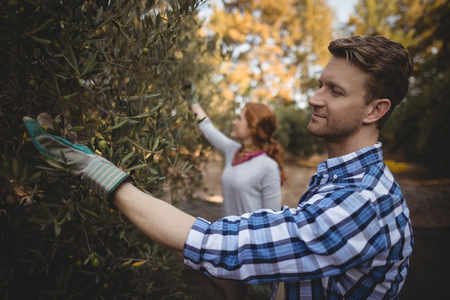 Young couple plucking olives at farm on sunny dayの写真素材