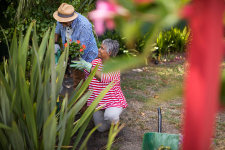 Senior couple planting flowers while gardening in yardの写真素材