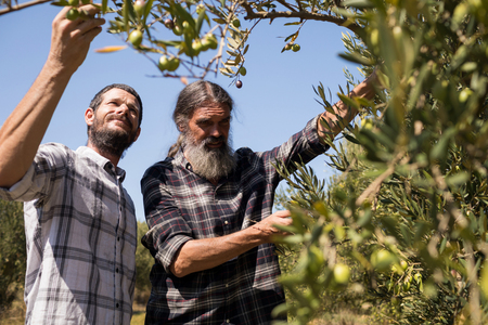 Friends examining olive on plant in farmの写真素材