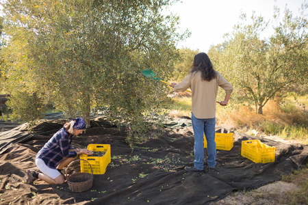 Couple harvesting olive with rack in farmの写真素材