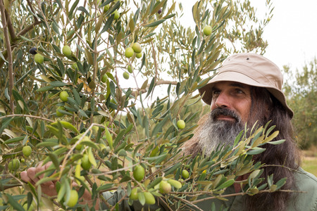 Man observing olives on plant in farmの写真素材