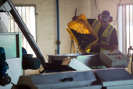 Worker putting harvested olive in machine at factory