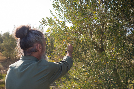 Man harvesting olives from tree on a sunny dayの写真素材