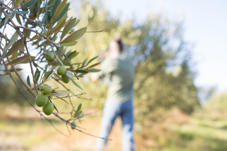 Close-up of ripe olive on tree in farmlandの写真素材