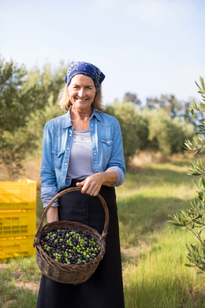 Portrait of happy of woman holding harvested olives in basket on a sunny dayの写真素材