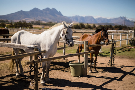 Horses standing the ranch on a sunny dayの写真素材