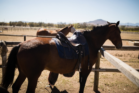 Horses standing in the ranch on a sunny dayの写真素材