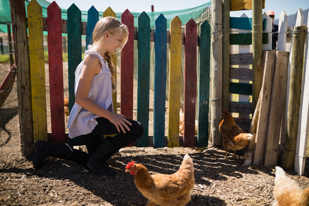 Girl looking at the hen in farm on a sunny dayの写真素材
