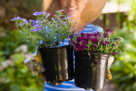 Midsection of senior woman holding flower pots at backyardの写真素材