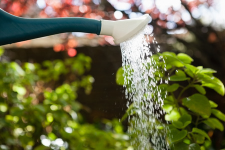 Close-up of water flowing from can over plant at yardの写真素材