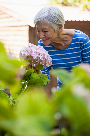 Smiling senior woman smelling pink hydrangea bunch at backyardの写真素材