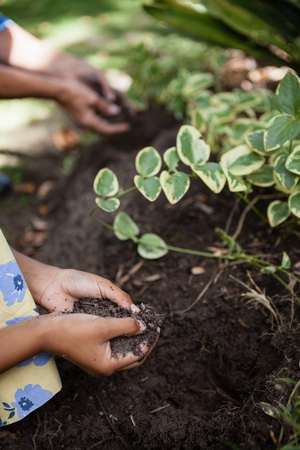 Cropped hands of girl and senior woman holding dirt by plants at backyardの写真素材