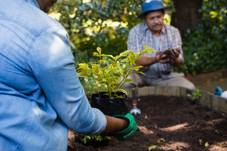 Couple planting young plant into the soil in gardenの写真素材
