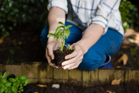 Woman planting young plant into the soil in gardenの写真素材
