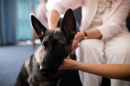 Cropped hands of female doctor and senior woman stroking dog at retirement homeの写真素材