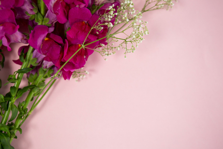 Directly above view of fresh flowers on pink backgroundの写真素材