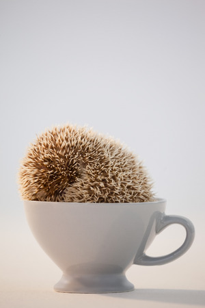 Close-up of porcupine in cup against white backgroundの写真素材