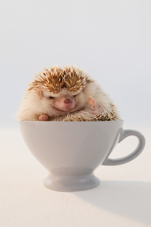 Close-up of porcupine in cup against white backgroundの写真素材