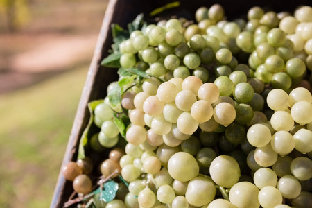 Close-up of harvested grapes in crate at vineyardの写真素材
