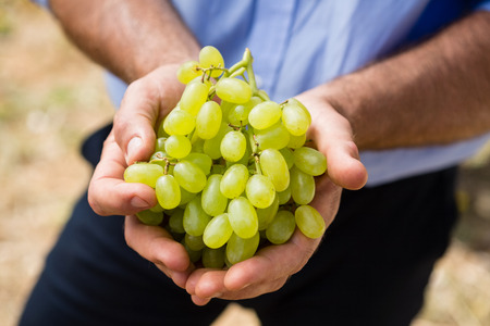 Mid section of man holding harvested grapes in vineyardの写真素材