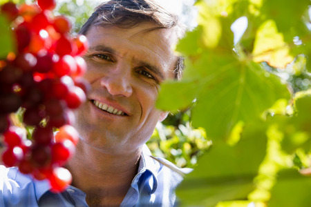 Vintner examining grapes in vineyard on a sunny day