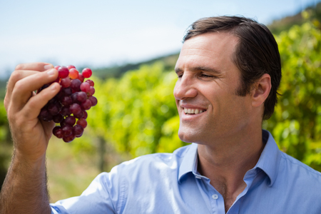 Vintner examining grapes in vineyard on a sunny dayの写真素材