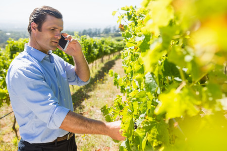 Vintner talking on mobile phone while examining grapes in vineyard