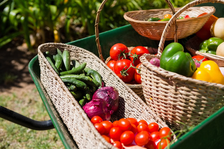 Various fresh vegetables in wheelbarrow at farmの写真素材