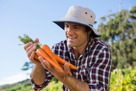Farmer holding harvested carrots in field on a sunny dayの写真素材