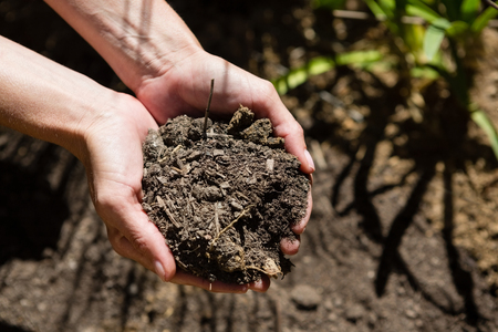 Woman holding soil in garden on a sunny dayの写真素材
