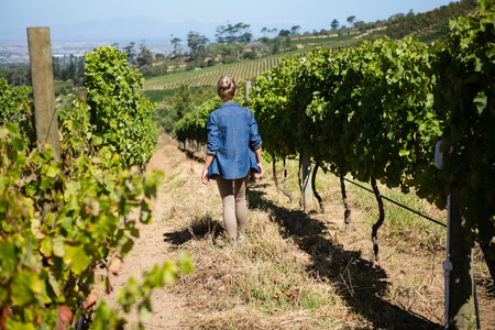 Rear view of female vintner walking in vineyard on a sunny dayの写真素材