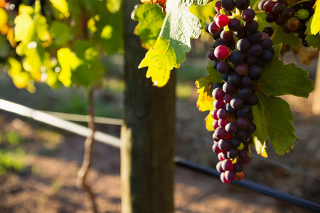 Close-up of ripe grapes in vineyard