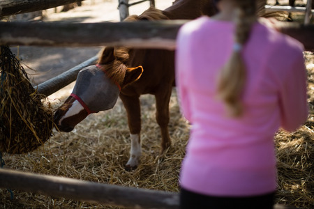 Girl feeding the horse in the ranch on a sunny dayの写真素材