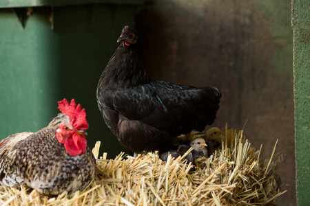 Hen and chicken sitting on straw in ranchの写真素材