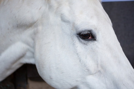 Close-up of white horse in the stableの写真素材
