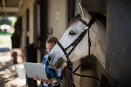 Close-up of white horse in the stableの写真素材