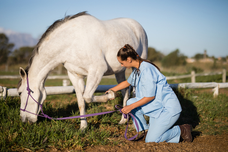 Side view of female vet examining horse foot while kneeling on field in paddockの写真素材