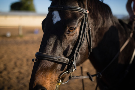 Close up of horse at barnの写真素材