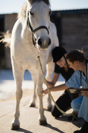 Female vet with jockey examining horse leg at barn
