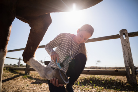 Young female vet attaching shoe on horse foot while crouching on fieldの写真素材