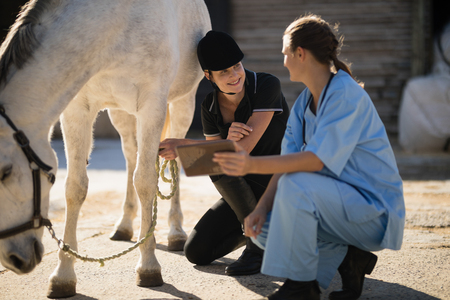 Female vet and jockey discussing while crouching by horse at barnの写真素材
