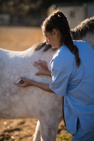 Female vet injecting horse at barnの写真素材