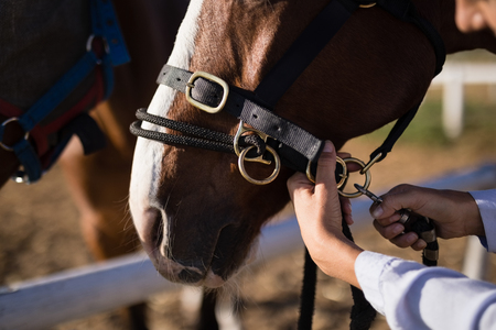 Cropped hand of female vet adjusting horse bridle at barnの写真素材
