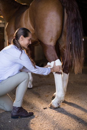 Side view of female vet bandaging horse leg at stableの写真素材