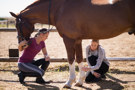 Female vet with woman looking at horse leg while crouching on fieldの写真素材