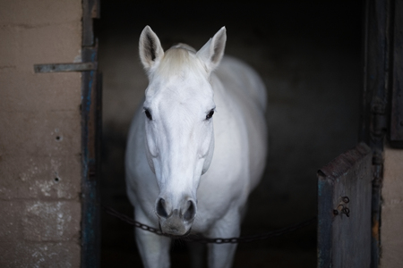 Portrait of white horse standing in stableの写真素材