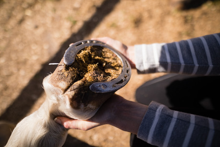 Cropped image of woman attaching shoe on horse foot while crouching on fieldの写真素材